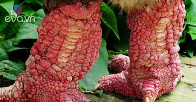 View - Có cặp chân nặng tới 1kg, trước chỉ dùng để tiến vua, giờ là đặc sản nổi tiếng có giá lên đến 10 triệu đồng/con