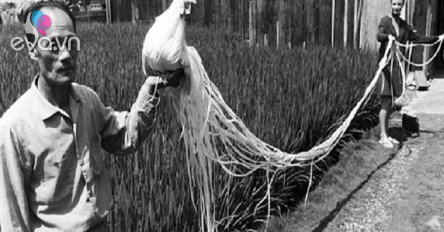 View - Ngắm nhìn giống gà có đuôi dài nhất Thế giới, có giá lên đến hàng trăm triệu đồng mỗi con