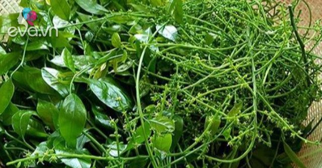 View - Loại rau dại trước không ai ăn, giờ thành đặc sản được săn lùng khắp cõi mạng, giá bán lên tới 300.000 đồng/kg