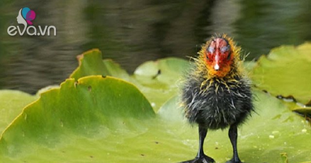 View - Loài chim "cực bổ” cho Nam giới, ngày xưa dùng để tiến vua, giờ là đặc sản được săn lùng, giá bán cả triệu đồng/con