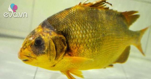 View - Loài cá "đại gia” giá 2 triệu đồng/kg ở Nhà Bè, sánh ngang với cá tiến vua Anh vũ, được nhiều người săn lùng ráo riết