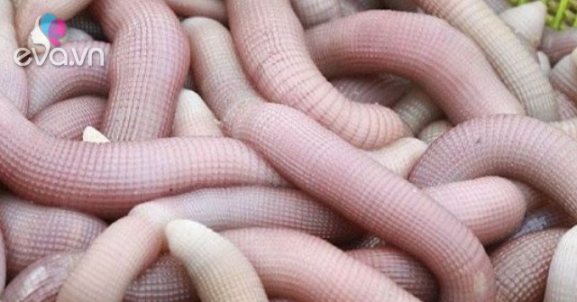 View - Là thực phẩm "đại bổ” cho phái mạnh có giá lên tới 5 triệu đồng/kg, chị em săn lùng ráo riết tẩm bổ cho chồng