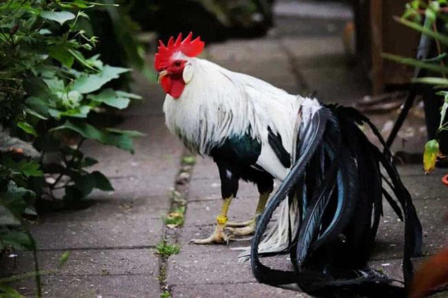 View - Ngắm nhìn giống gà có đuôi dài nhất Thế giới, có giá lên đến hàng trăm triệu đồng mỗi con