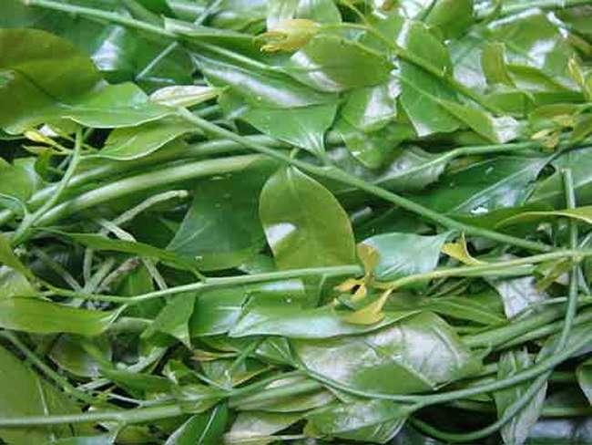 View - Loại rau dại trước không ai ăn, giờ thành đặc sản được săn lùng khắp cõi mạng, giá bán lên tới 300.000 đồng/kg