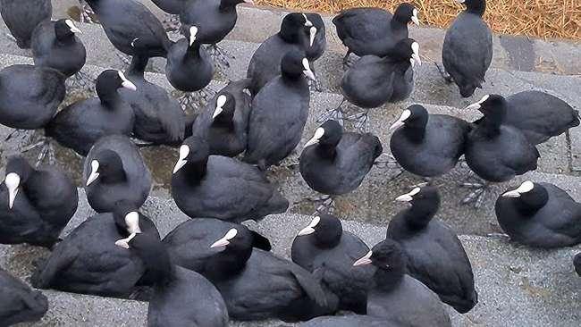 View - Loài chim "cực bổ” cho Nam giới, ngày xưa dùng để tiến vua, giờ là đặc sản được săn lùng, giá bán cả triệu đồng/con