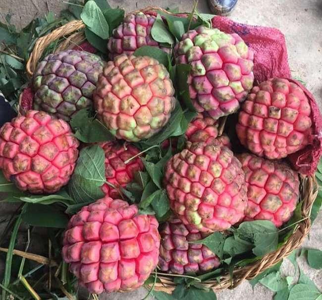 Quả rừng được ví là 