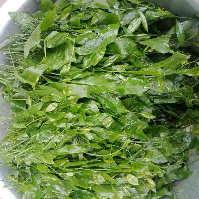 View - Loại rau dại trước không ai ăn, giờ thành đặc sản được săn lùng khắp cõi mạng, giá bán lên tới 300.000 đồng/kg