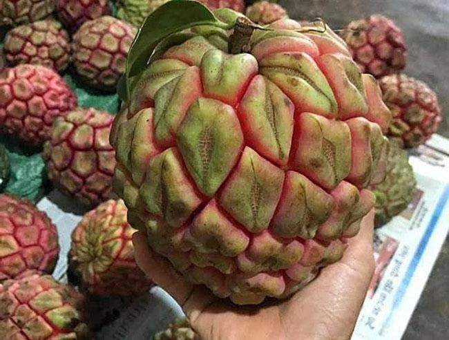 Quả rừng được ví là