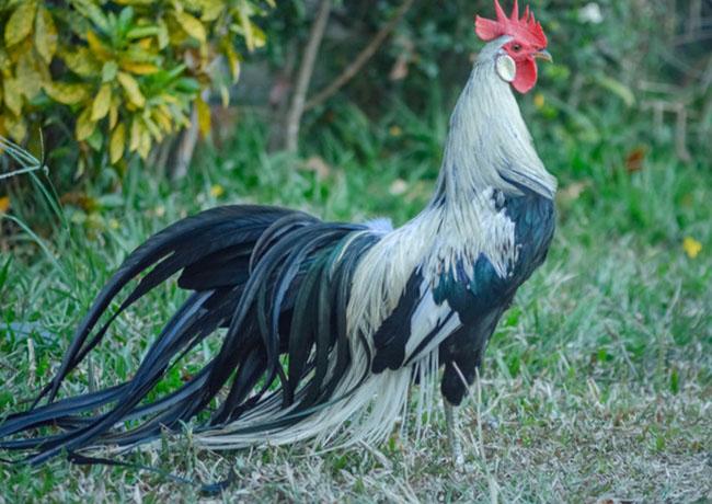 View - Ngắm nhìn giống gà có đuôi dài nhất Thế giới, có giá lên đến hàng trăm triệu đồng mỗi con