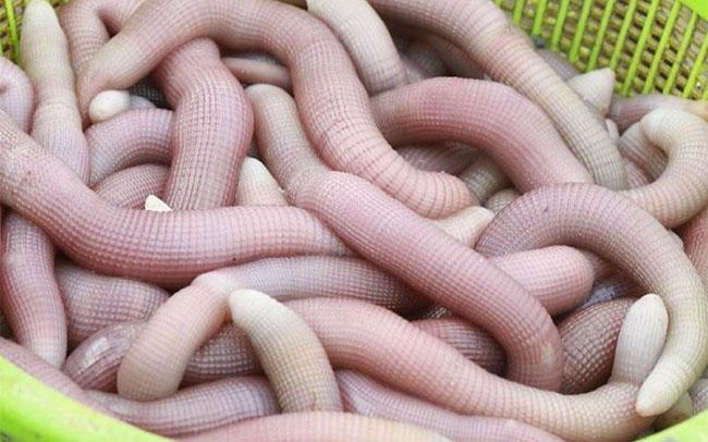 View - Là thực phẩm "đại bổ” cho phái mạnh có giá lên tới 5 triệu đồng/kg, chị em săn lùng ráo riết tẩm bổ cho chồng