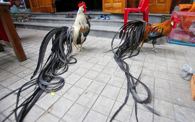 View - Ngắm nhìn giống gà có đuôi dài nhất Thế giới, có giá lên đến hàng trăm triệu đồng mỗi con