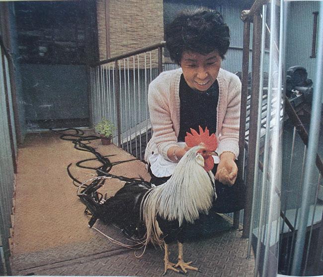 View - Ngắm nhìn giống gà có đuôi dài nhất Thế giới, có giá lên đến hàng trăm triệu đồng mỗi con