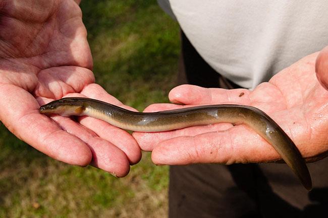Giật mình với những loại thịt đắt nhất thế giới, chỉ dành cho những đại gia, loại số 8 về Việt Nam “bán chạy như tôm tươi” - 2