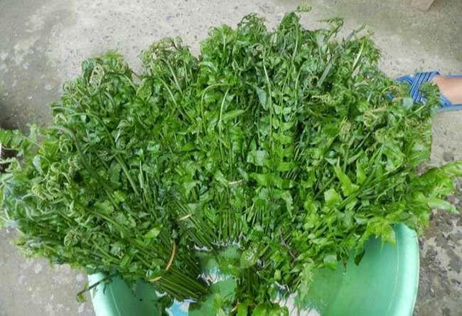 View - Loại rau dại trước không ai ăn, giờ thành đặc sản được săn lùng khắp cõi mạng, giá bán lên tới 300.000 đồng/kg