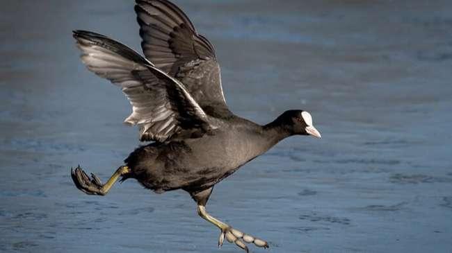 View - Loài chim "cực bổ” cho Nam giới, ngày xưa dùng để tiến vua, giờ là đặc sản được săn lùng, giá bán cả triệu đồng/con