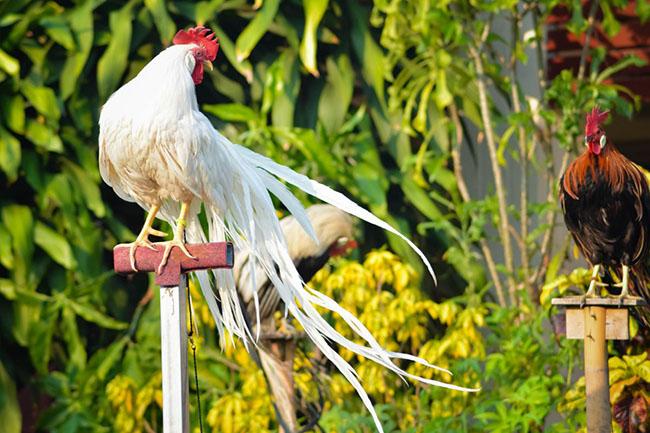View - Ngắm nhìn giống gà có đuôi dài nhất Thế giới, có giá lên đến hàng trăm triệu đồng mỗi con
