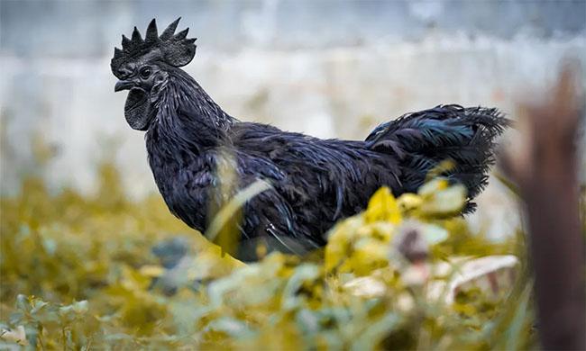 Giật mình với những loại thịt đắt nhất thế giới, chỉ dành cho những đại gia, loại số 8 về Việt Nam “bán chạy như tôm tươi” - 6