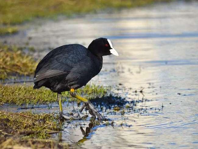Loài chim “cực bổ” cho Nam giới, ngày xưa dùng để tiến vua, giờ là đặc sản được săn lùng, giá bán cả triệu đồng/con - 3