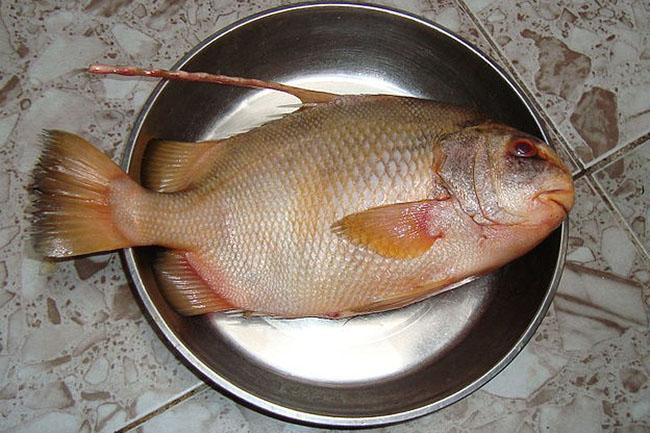 View - Loài cá "đại gia” giá 2 triệu đồng/kg ở Nhà Bè, sánh ngang với cá tiến vua Anh vũ, được nhiều người săn lùng ráo riết