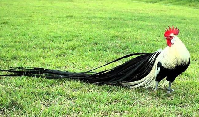 View - Ngắm nhìn giống gà có đuôi dài nhất Thế giới, có giá lên đến hàng trăm triệu đồng mỗi con