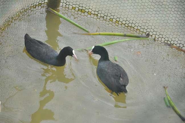 Loài chim “cực bổ” cho Nam giới, ngày xưa dùng để tiến vua, giờ là đặc sản được săn lùng, giá bán cả triệu đồng/con - 6