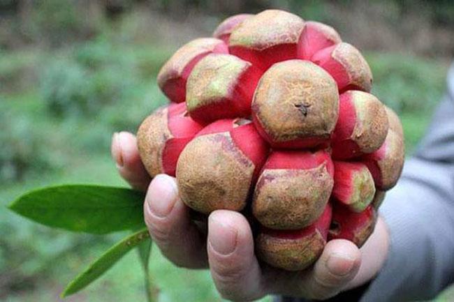 Quả rừng được ví là