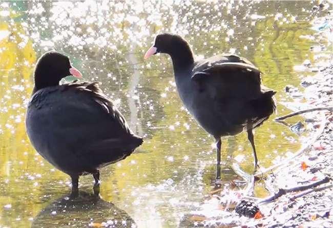 Loài chim “cực bổ” cho Nam giới, ngày xưa dùng để tiến vua, giờ là đặc sản được săn lùng, giá bán cả triệu đồng/con - 5