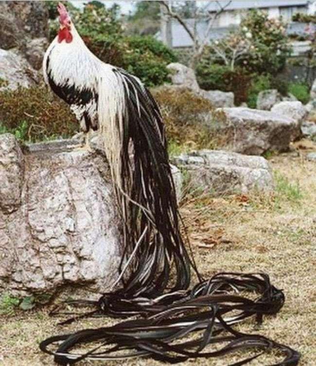 View - Ngắm nhìn giống gà có đuôi dài nhất Thế giới, có giá lên đến hàng trăm triệu đồng mỗi con