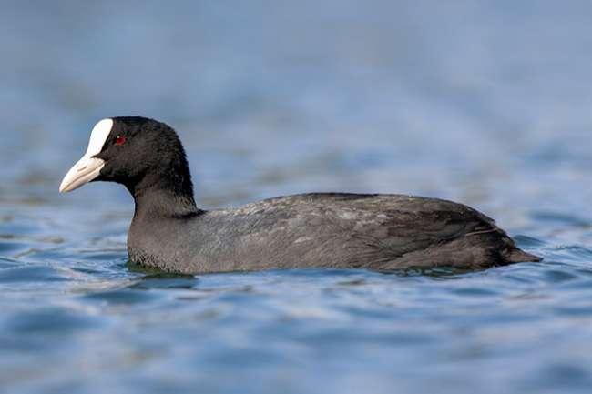 View - Loài chim "cực bổ” cho Nam giới, ngày xưa dùng để tiến vua, giờ là đặc sản được săn lùng, giá bán cả triệu đồng/con
