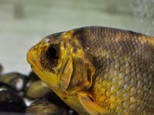 View - Loài cá "đại gia” giá 2 triệu đồng/kg ở Nhà Bè, sánh ngang với cá tiến vua Anh vũ, được nhiều người săn lùng ráo riết