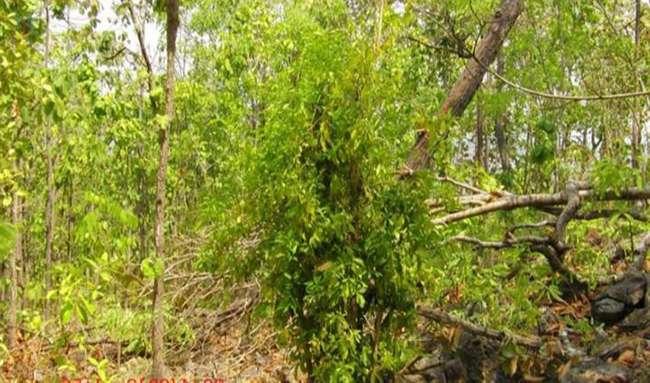 View - Loại rau dại trước không ai ăn, giờ thành đặc sản được săn lùng khắp cõi mạng, giá bán lên tới 300.000 đồng/kg