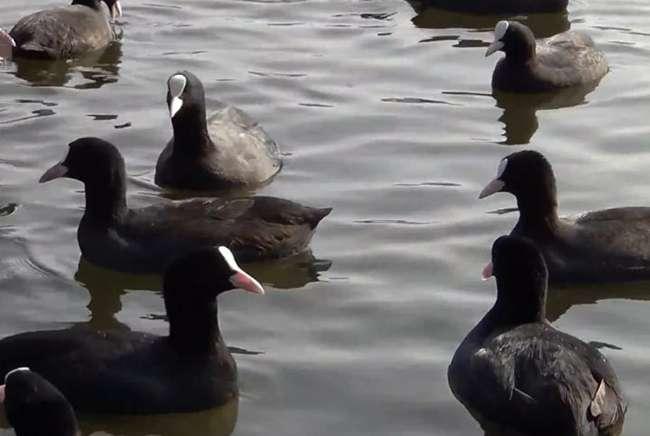 Loài chim “cực bổ” cho Nam giới, ngày xưa dùng để tiến vua, giờ là đặc sản được săn lùng, giá bán cả triệu đồng/con - 8