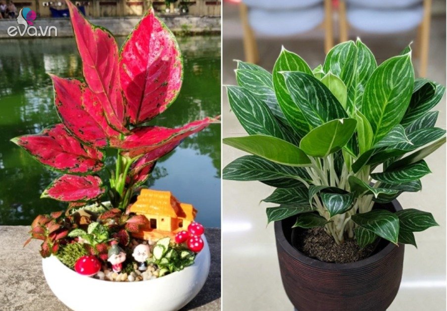 View - Người mệnh Hỏa hợp cây gì để tiền vào nước? Trồng 1 trong 10 cây này không giàu có cũng thuận buồm xuôi gió