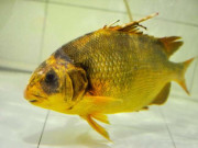 Lifestyle - Loài cá “đại gia” giá 2 triệu đồng/kg ở Nhà Bè, sánh ngang với cá tiến vua Anh vũ, được nhiều người "săn lùng" ráo riết