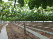 Tiêu dùng - Nghề lạ ở Việt Nam: Mang giống quả siêu đắt ở nước ngoài về trồng, trái sai trĩu, người đàn ông miền Tây lãi đậm