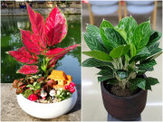 Nhà đẹp - Người mệnh Hỏa hợp cây gì để tiền vào như nước? Trồng 1 trong 10 cây này không giàu có cũng thuận buồm xuôi gió