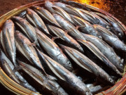 Tiêu dùng - Loại cá có tên vô cùng lạ, xưa ít người biết đến nay thành đặc sản thơm ngon hảo hạng trong nhà hàng, 100.000 đồng/kg