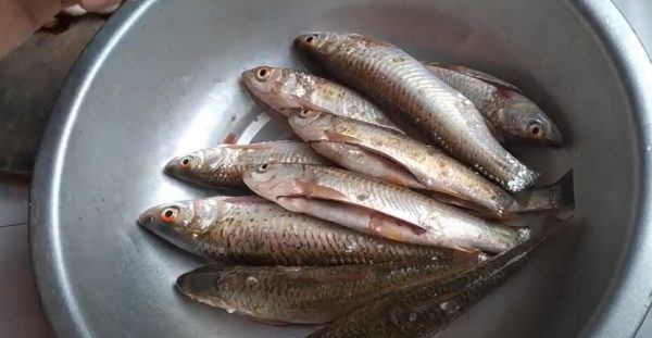 Loại cá xưa có đầy ít người biết, giờ trở thành đặc sản được người ...