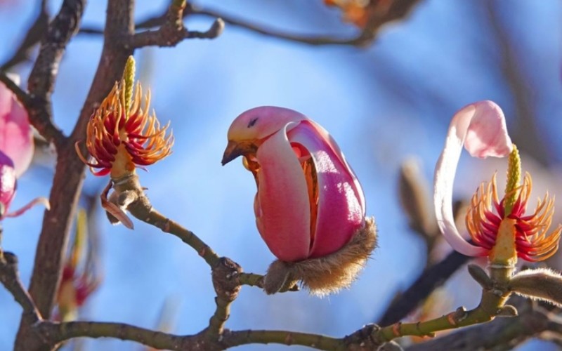 1. Hoa lan chim

Loài hoa này có tên là Magnolia Denudata, thuộc họ mộc lan và có nguồn gốc từ Trung Quốc từ hơn nghìn năm nay. Phần đầu hoa lan chim mô phỏng y hệt mắt và mỏ chim, phần nhụy lấp ló bên trong vô cùng sinh động. 
