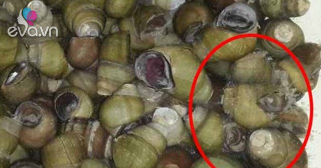 View - Ốc mua về đừng luộc ngay, ngâm với thứ này, hết sạch bùn đất, giun sán bò ra nhung nhúc