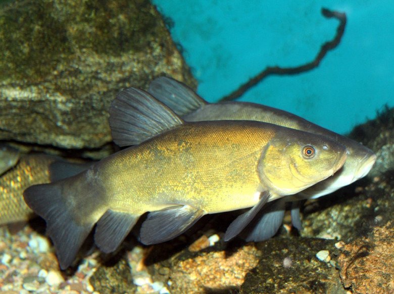 Cá quế. (Ảnh minh họa). 