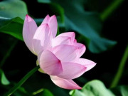 Eva tám - Sự thịnh vượng của một gia đình không thể tách rời 5 kiểu người này