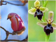 Nhà đẹp - Mê mệt với vẻ đẹp những loài hoa giống hệt động vật, nhiều người “lú lẫn” không phân biệt được