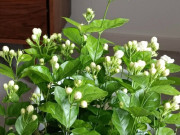 Nhà đẹp - Cho hoa nhài “uống” nước này 10 ngày một lần, cây nở lúc 100 bông, hương thơm bay khắp nhà