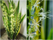 Nhà đẹp - Khi nào cây lưỡi hổ mới ra hoa? Tưới chút “nước thần” này cây cao 1m, hoa nở từng chùm