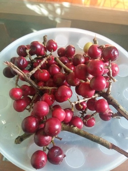 Loại quả có tên rất lạ, xưa không ai biết đến, nay thành đặc sản mùa hè dân thành phố amp;#34;săn lùngamp;#34;, 40.000 đồng/kg - 2