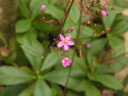 Nhà đẹp - Loại cây này xưa thường dùng cho lợn ăn, nay vừa trồng làm cảnh vừa hái ăn và làm thuốc được