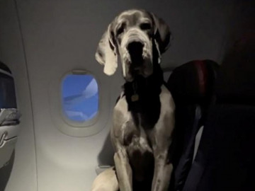 Chú chó khổng lồ chiếm hai ghế trên máy bay gây sốc