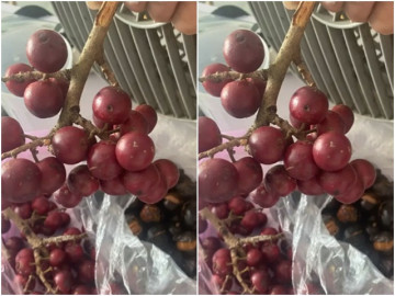 Loại quả có tên rất lạ, xưa không ai biết đến, nay thành đặc sản mùa hè dân thành phố săn lùng, 40.000 đồng/kg