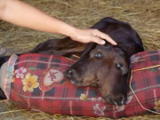 Tin tức - Người phụ nữ Trà Vinh sở hữu chú bê 2 đầu "độc nhất vô nhị", người dân nườm nượp kéo đến xem